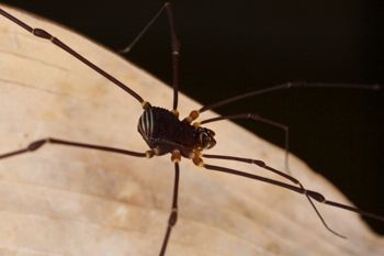 Media type: image;   Invertebrate Zoology 31589